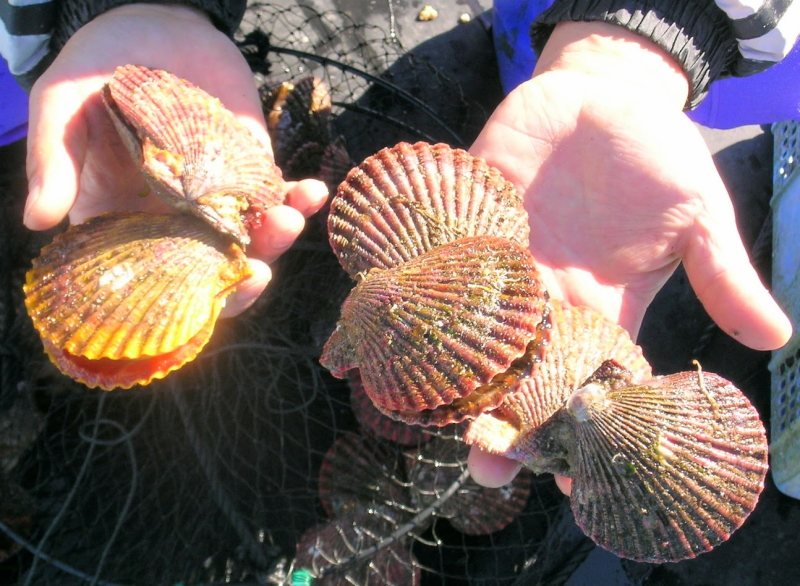 南伊勢町はヒオウギ貝の養殖も盛んです。南伊勢町ではヒオウギ貝をアッパッパ貝といいます。
